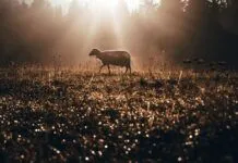 We all want to be sheep, not goats