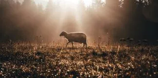 We all want to be sheep, not goats