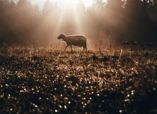 We all want to be sheep, not goats