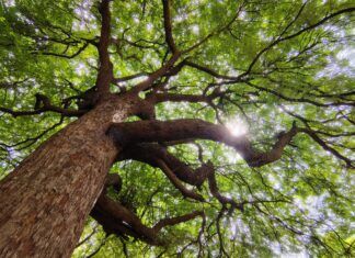 Four Simple Priorities for Church Growth