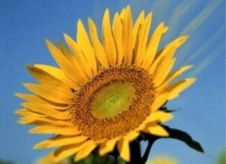 The Door To Freedom… Angel’s Prayer Of The Day