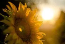 May The Son Shine On Your Life On Thankful Thursday… Angel’s Prayer Of The Day