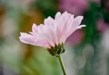 The Beauty of a Gentle and Quiet Spirit